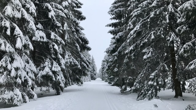 Verschneiter Wanderweg zwischen schneebedeckten Fichten bei Oderbrück im Oberharz
