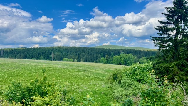 Sommerliche Waldwiese mit Blick zu bewaldeten Höhenzügen im Oberharz